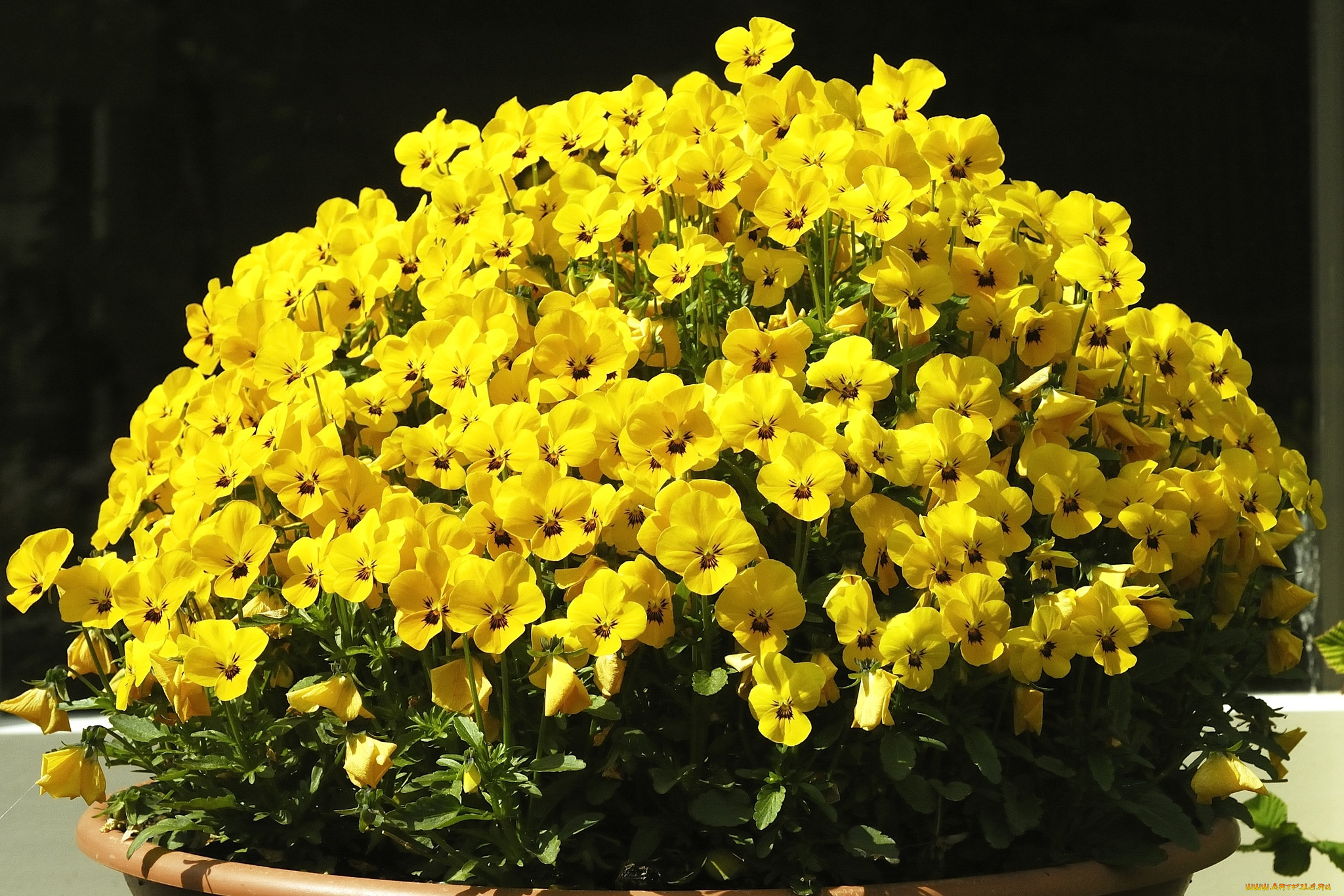 Желтый комнатный цветок фото и название